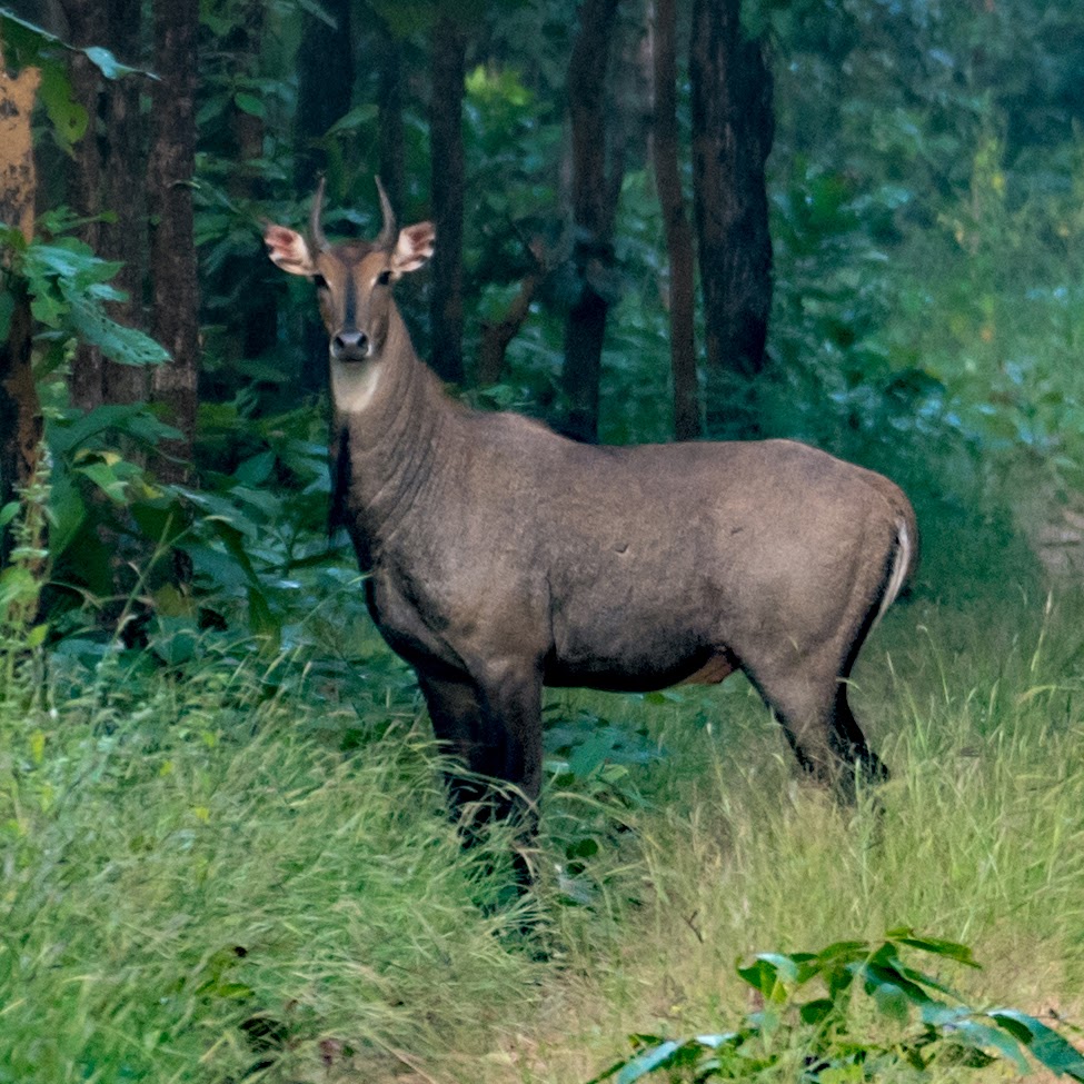 Nilgai Blue bull 